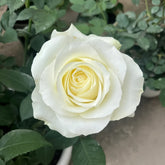 Proud Rose